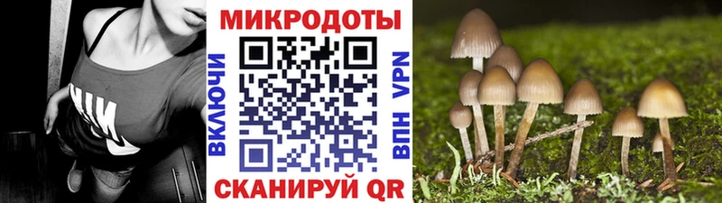 блэк спрут онион  купить   Кириллов  Галлюциногенные грибы Cubensis 